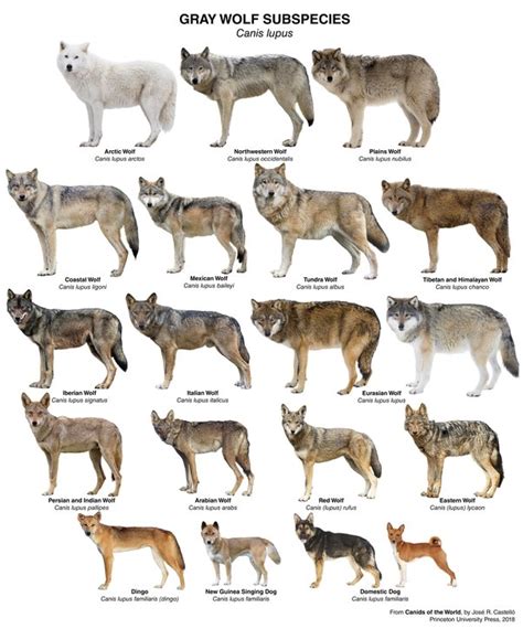 A Glimpse into the Past: Tracing the Evolutionary History of the Majestic Canis lupus familiaris