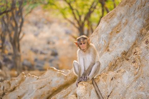 A Glimpse into the Playful Nature of Primates