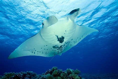 A Glimpse into the Realm of Majestic Oceanic Creatures: The Giant Manta Rays