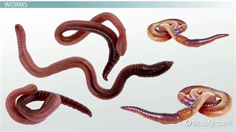 A Glimpse into the Significance of Earthworms in Saline Reveries