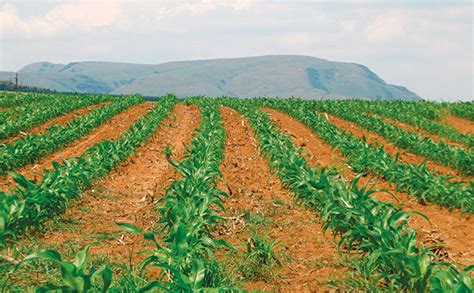 A Glimpse into the Subconscious: Insights into Dreams of Planting Maize