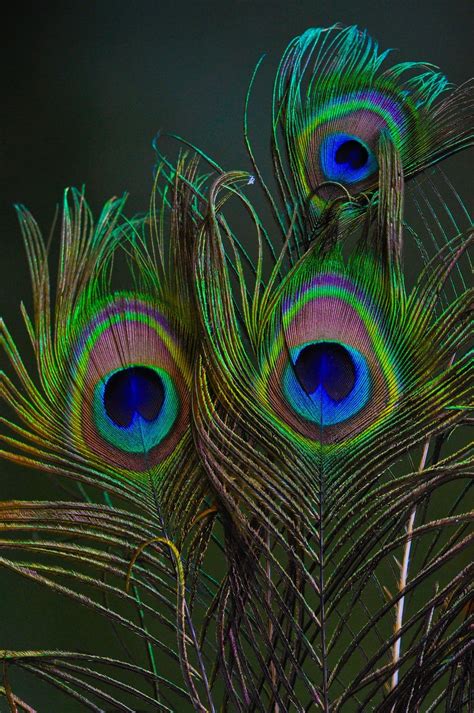 A Glimpse into the Symbolism of Peacock Feather Adornments