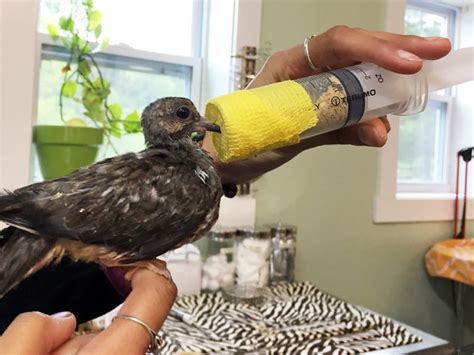 A Glimpse into the World of Avian Rehabilitation Centers