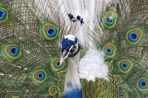 A Glimpse into the World of Peacocks