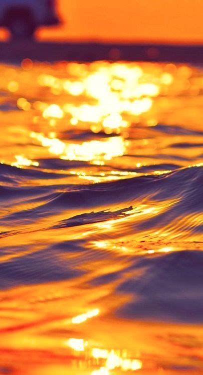 A Glimpse into the World of Sunlit Waters