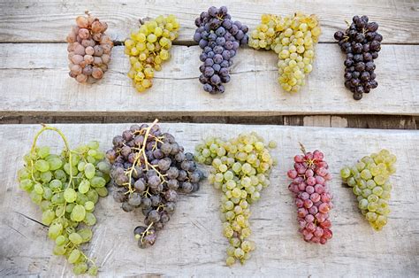 A Grape for Every Palate: Discovering the Diverse Varieties of Violetty Grapes