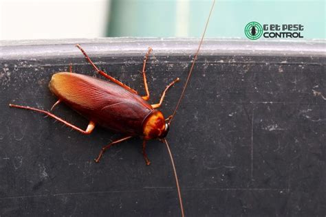 A Groundbreaking Approach to Roach Management: Unleashing the Potential of Spray