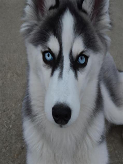 A Guide to Choosing the Perfect Companion: Your Dream Siberian Husky