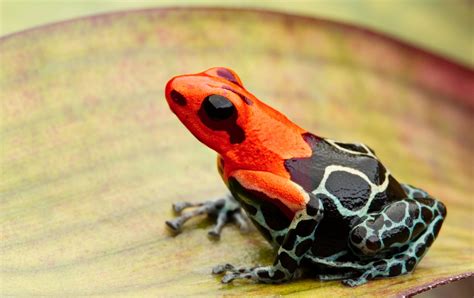 A Hidden Truth: The Toxic Nature of Poison Dart Frogs