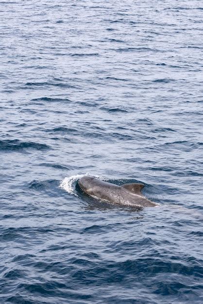 A Holistic Exploration of the Mesmerizing Realm of Pilot Whales