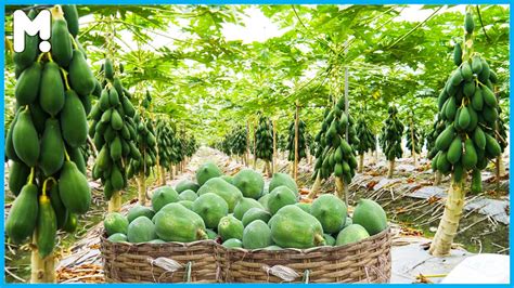 A Journey Through the Papaya Harvesting Process