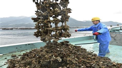 A Journey into the Captivating World of Oyster Cultivation