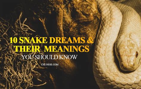 A Journey into the Meanings of Serpent Dreams