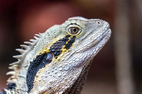 A Journey into the Mythology and Folklore Surrounding Lizard Creatures