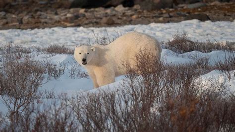 A Majestic Bond: The Astonishing Connection Between Humans and Polar Bears