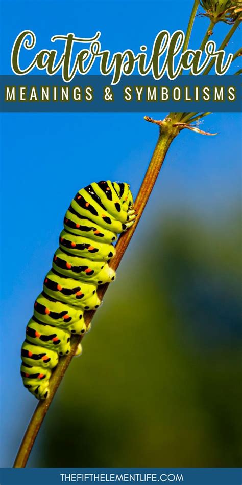 A Metamorphic Symbol: The Significance of Dreaming about Caterpillars