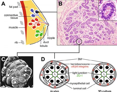 A Metaphor for Nurturing: Delving into the Symbolic Representation of an Additional Mammary Gland