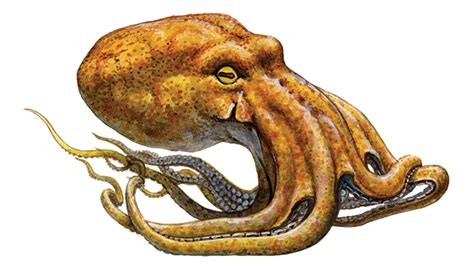 A Mysterious Being: Revealing the Puzzle of the Pale Octopus