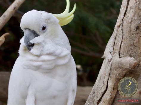 A Mystical Encounter: Decoding the Symbolism of a White Cockatoo in Your Dreams