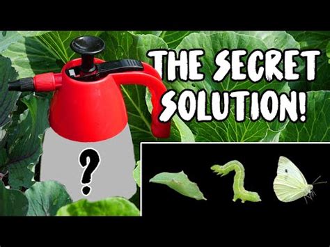 A Natural Pest Control Solution: Dream Watering