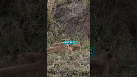 A Once-in-a-Lifetime Experience: Discovering the Majesty of Lions