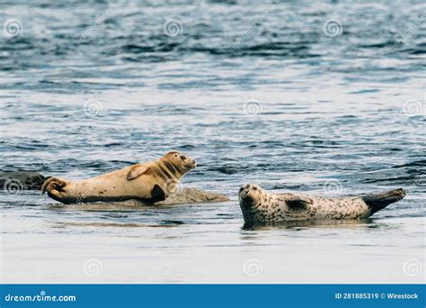 A Once-in-a-Lifetime Experience: Exploring the Natural Habitat of Playful Seals