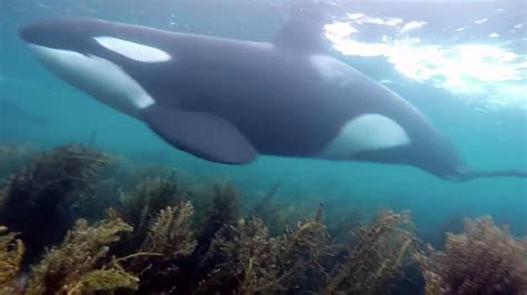 A Once-in-a-Lifetime Experience: Getting Up Close and Personal with the Majestic Blue Whales