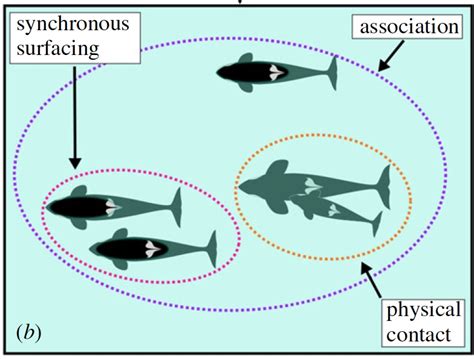 A Peek into the Social Structure of Orcas: The Significance of Family Connections