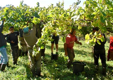 A Peek into the World of Grape Harvesting