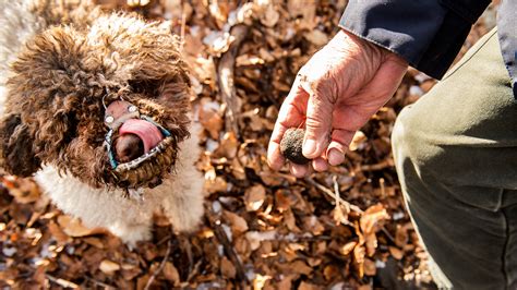 A Perilous Hunt for the Elusive Canine in Real Life