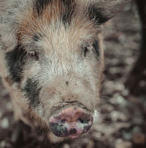 A Porcine Paradise: Journeying through the Enigmatic Realm of Miniaturized Swine Cultivation