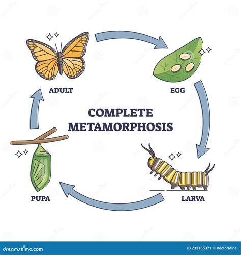 A Potent Emblem of Development and Metamorphosis