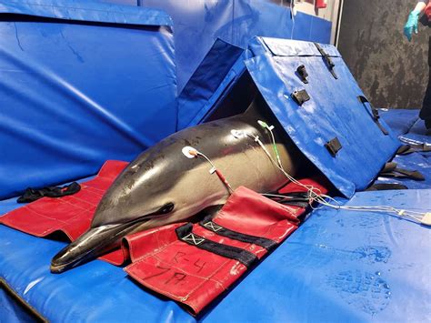 A Race Against Time: Racing to Rescue the Stranded Calf Dolphin