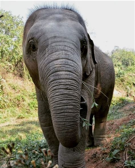 A Rare Opportunity: Engaging with Adorable and Energetic Pachyderms