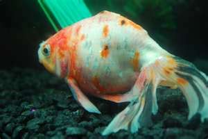 A Reflection of Inner Turmoil: The Significance of Sickly Fish