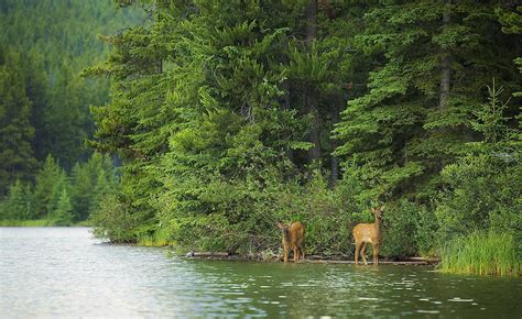 A Refuge for Wildlife: The Ecological Significance of Coniferous Trees