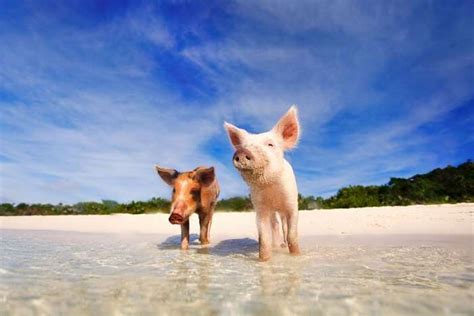 A Rendezvous with Nature: Exploring the Majestic Experience of Swimming with Porcine Companions in a Tropical Paradise