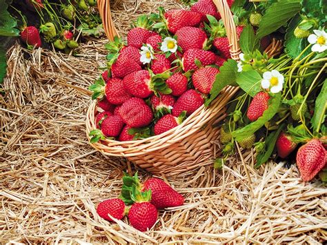 A Scrumptious Expedition through Berry Farms