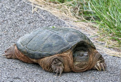 A Serendipitous Encounter: Meeting the Grinning Chelonian