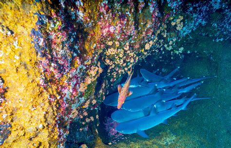 A Shark's Menu: Unveiling the Fascinating Feeding Habits