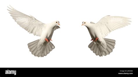 A Sign of Purity and Innocence: White Birds in Religious Symbolism