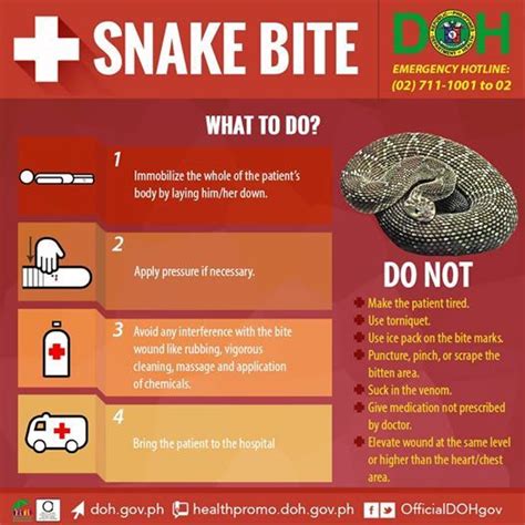 A Snake Bite - A Warning or a Positive Sign?