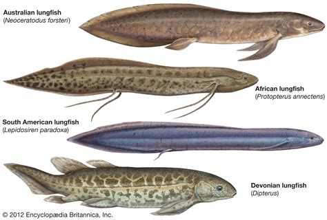 A Species Spotlight: Meet the African Lungfish