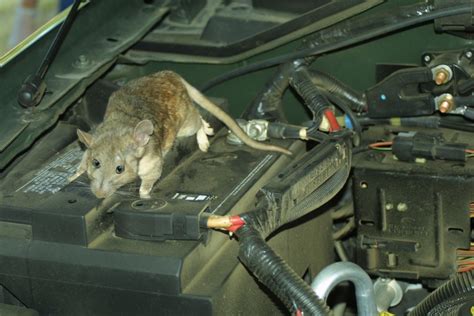 A Startling Dream: When a Rodent Enters your Vehicle