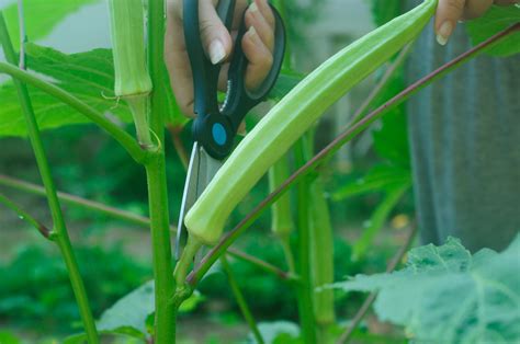 A Step-by-Step Guide to Harvesting Okra Pods at the Right Time