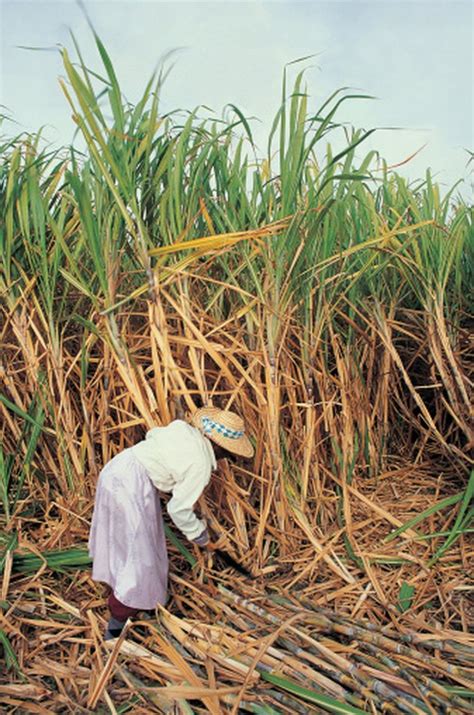 A Sweet Symmetry: The Perfect Balance of Soil, Climate, and Sugar Cane