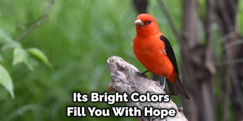 A Symbol of Hope and Renewal: The Vibrant Scarlet Bird