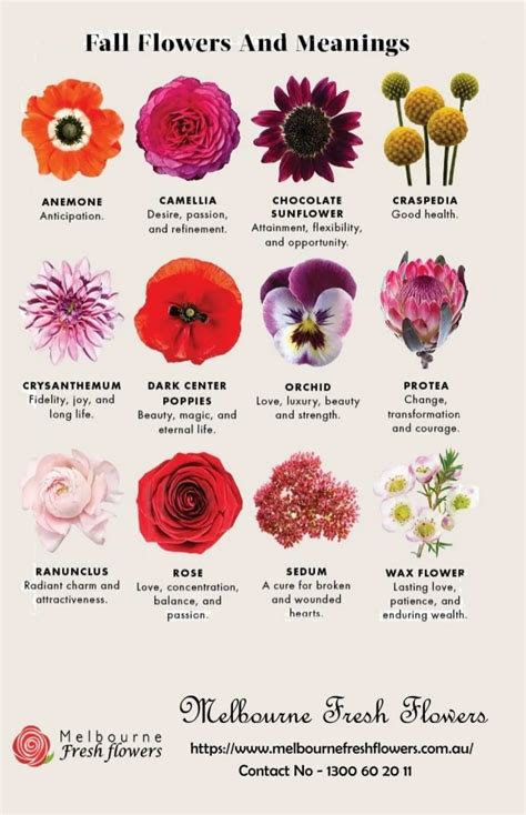 A Symphony of Feelings: Symbolism and Significance Behind Various Untamed Blooms