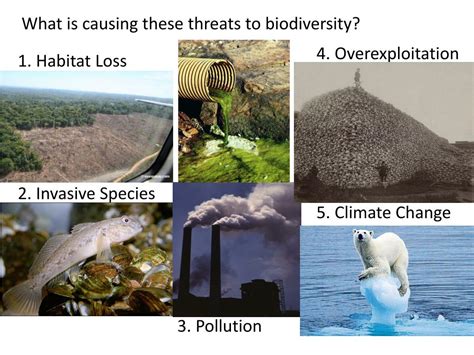 A Symphony of Life: The Impact of Tropical Storms on Ecosystems and Biodiversity