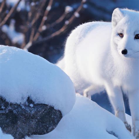 A Symphony of Wildlife: Exploring the Enchanting Arctic Fauna